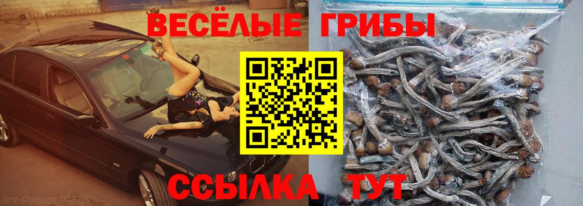 Галлюциногенные грибы Psilocybine cubensis Балахна
