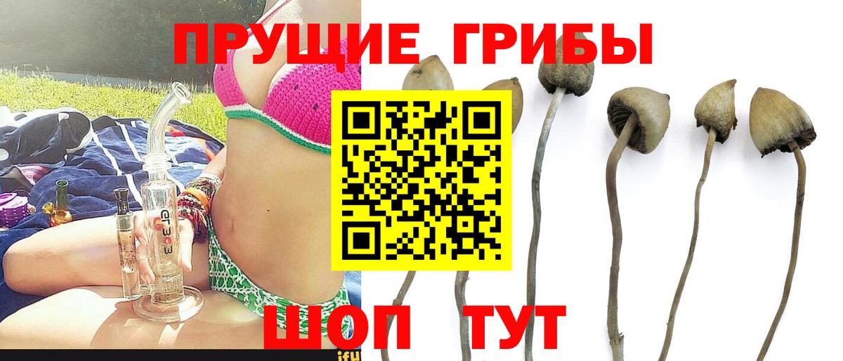 Псилоцибиновые грибы Psilocybine cubensis  Вход с VPN  Балахна 